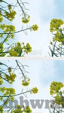 麻豆直播最新app-麻豆直播，全新的娱乐体验与交互设计